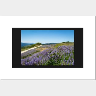 Lupine in the countryside Posters and Art